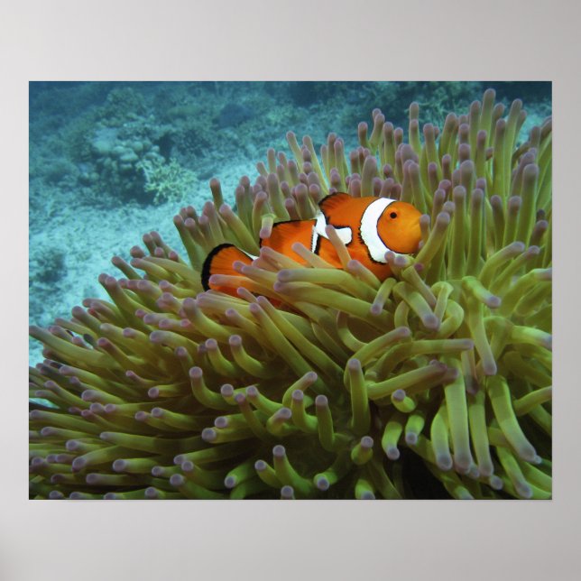 Western Clownfish ( Amphiprion ocellaris ) Poster (Front)