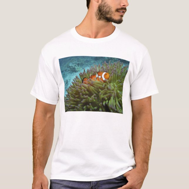 Western Clownfish ( Amphiprion ocellaris ) T-Shirt (Front)