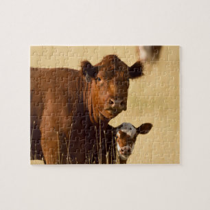 Western Cow and Calf Jigsaw Puzzle