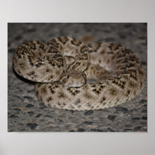 Western Diamondback Rattlesnake Poster