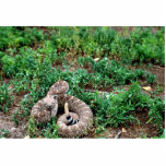 Western Diamondback Rattlesnake Standing Photo Sculpture<br><div class="desc">Western Diamondback Rattlesnake
Western Diamondback Rattlesnake. Animal Park has this and many other great products with Animals for all Pet & Animal lovers.</div>