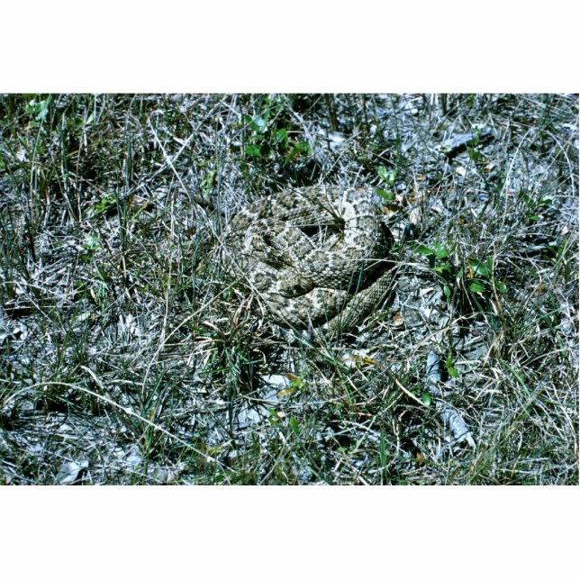 Western Diamondback Rattlesnake Standing Photo Sculpture (Front)