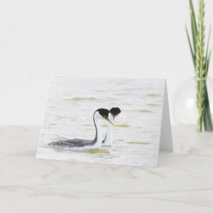 Western Grebe courtship Card