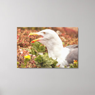 Western Gull Canvas Print