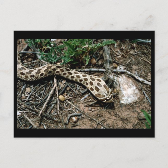 Western Hognose Snake Postcard (Front)