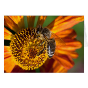Western Honey Bee Macro Photo