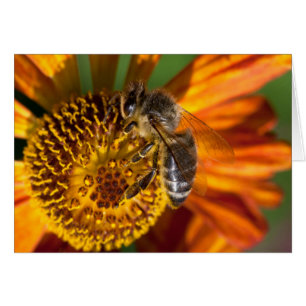 Western Honey Bee Macro Photo