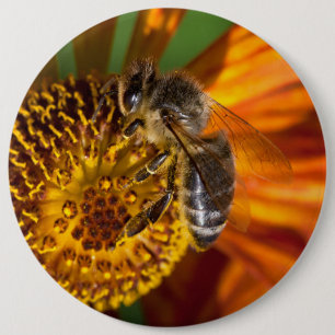 Western Honey Bee Macro Photo 6 Cm Round Badge