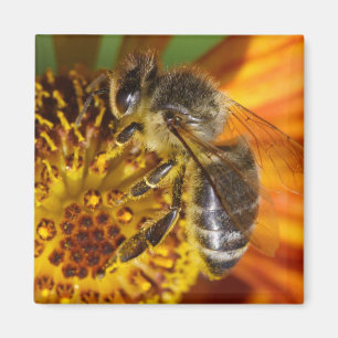 Western Honey Bee Macro Photo Magnet