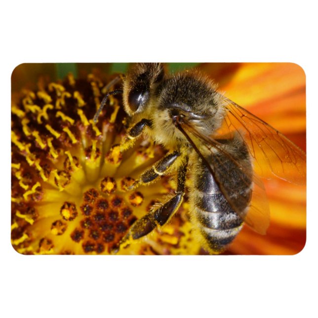 Western Honey Bee Macro Photo Magnet (Horizontal)