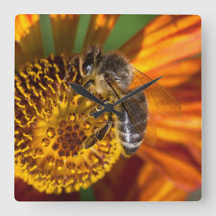 Western Honey Bee Macro Photo Square Wall Clock