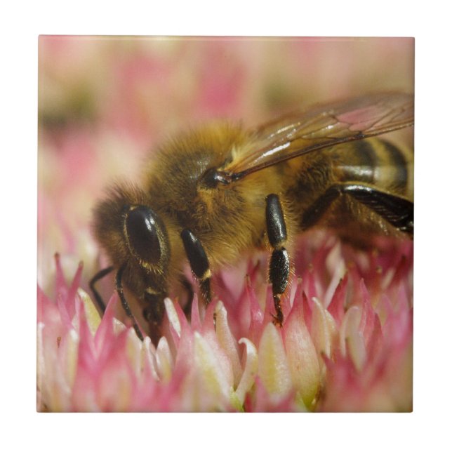 Western Honey Bee Macro Tile (Front)