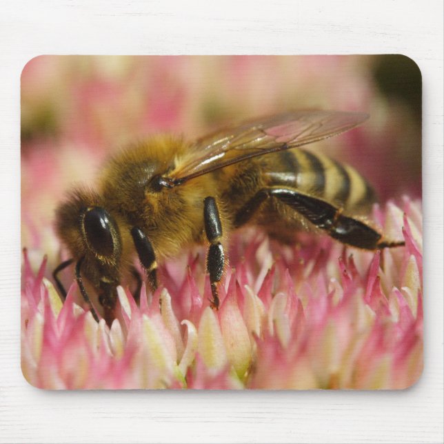 Western Honey Bee Mouse Mat (Front)