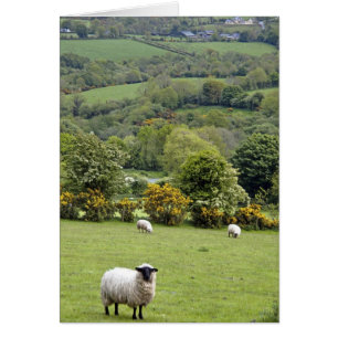 Western Ireland, Dingle Peninsula, broad