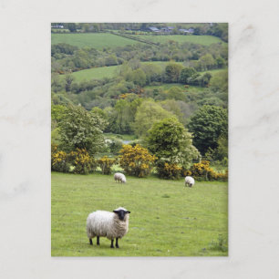 Western Ireland, Dingle Peninsula, broad Postcard