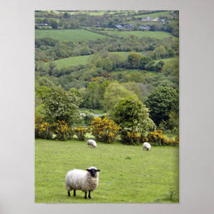 Western Ireland, Dingle Peninsula, broad Poster