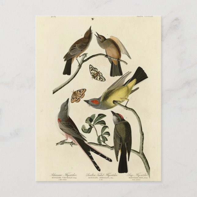 Western Kingbird, etc - Audubon's Birds of America Postcard (Front)