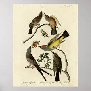 Western Kingbird, etc - Audubon's Birds of America Poster