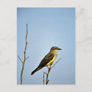 Western Kingbird Postcard