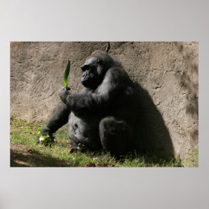 Western Lowland Gorilla Poster