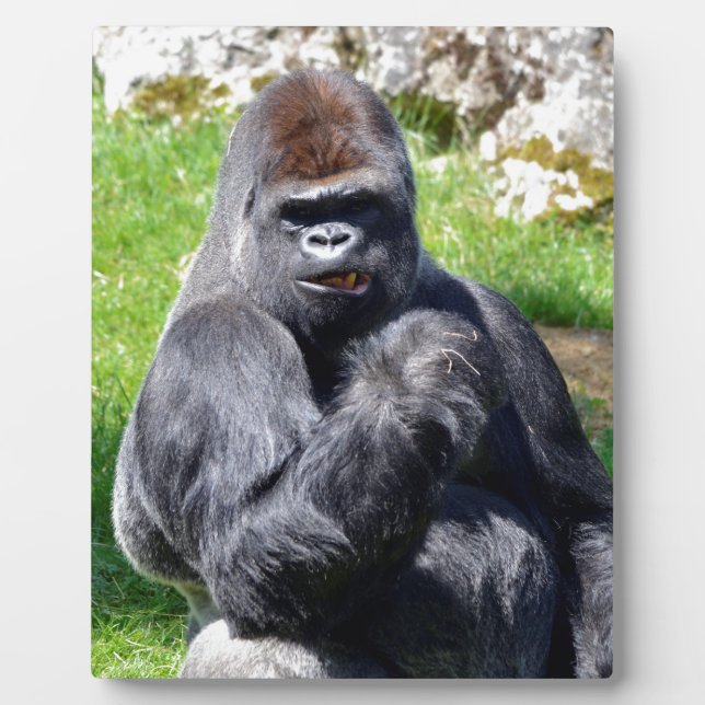 Western lowland gorilla sitting grass plaque (Front)