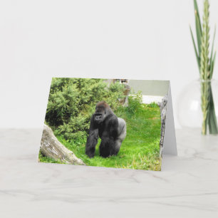 Western Lowland silverback male gorilla Holiday Card