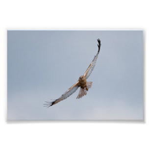 Western marsh harrier photo print