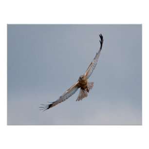 Western marsh harrier poster