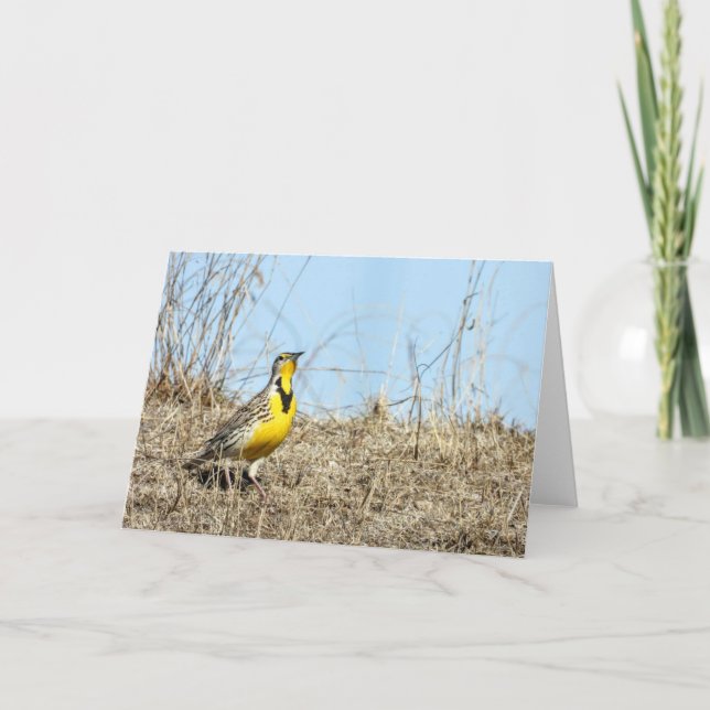 Western Meadow Lark Note Card (Front)