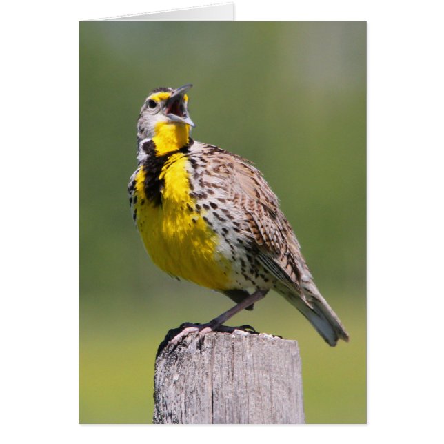 Western Meadowlark (Front)