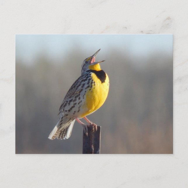 Western Meadowlark In North Dakota Postcard (Front)