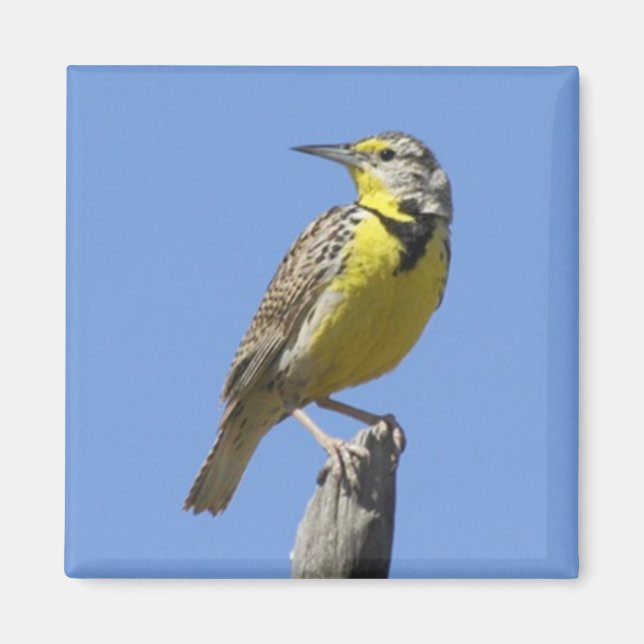 Western Meadowlark Magnet (Front)