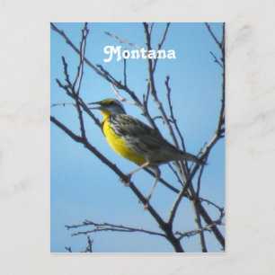 Western Meadowlark Postcard
