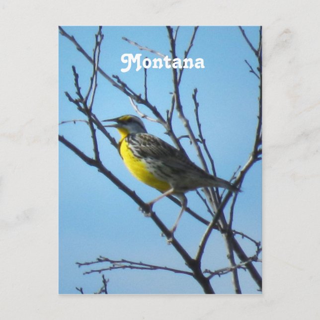 Western Meadowlark Postcard (Front)