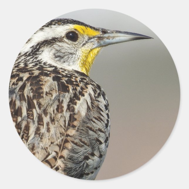 Western Meadowlark Sticker (Front)