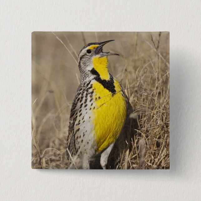 Western Meadowlark (Strunella neglecta) 15 Cm Square Badge (Front)