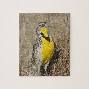 Western Meadowlark (Strunella neglecta) Jigsaw Puzzle