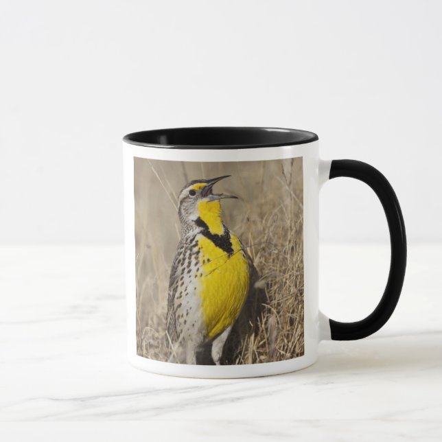 Western Meadowlark (Strunella neglecta) Mug (Right)