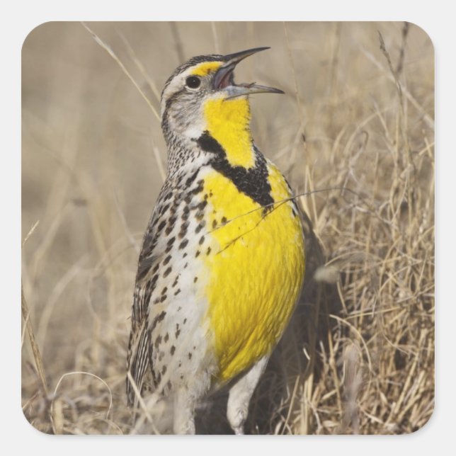 Western Meadowlark (Strunella neglecta) Square Sticker (Front)
