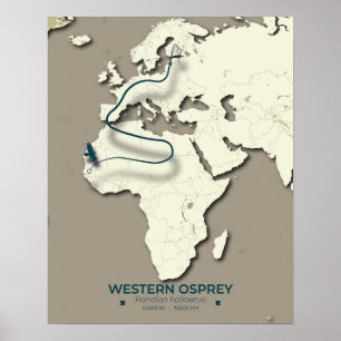 Western Osprey Migration Map – Minimalist Vintage  Poster