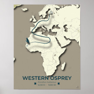Western Osprey Migration Map – Minimalist Vintage  Poster