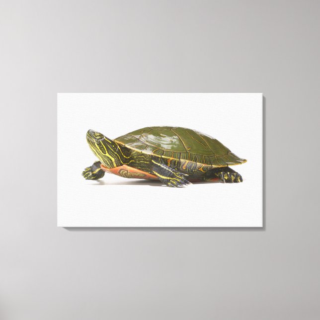 Western painted turtle (Chrysemys picta bellii), Canvas Print (Front)