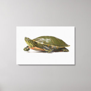 Western painted turtle (Chrysemys picta bellii), Canvas Print
