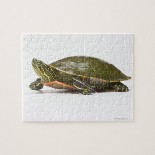 Western painted turtle (Chrysemys picta bellii), Jigsaw Puzzle