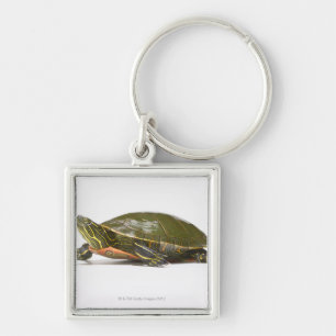 Western painted turtle (Chrysemys picta bellii), Key Ring
