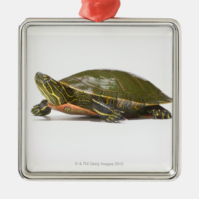 Western painted turtle (Chrysemys picta bellii), Metal Tree Decoration (Front)