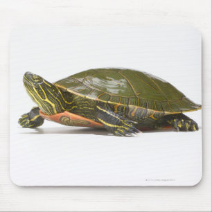 Western painted turtle (Chrysemys picta bellii), Mouse Mat