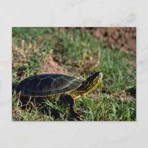 Western Painted Turtle Postcard
