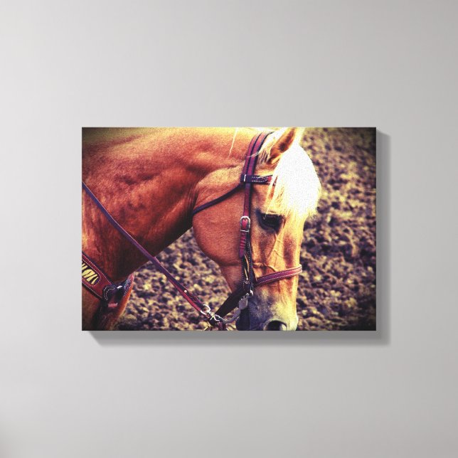 Western Palomino Canvas Print (Front)