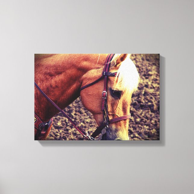 Western Palomino Canvas Print (Front)